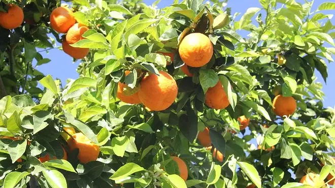 Image: Citrus Celebration