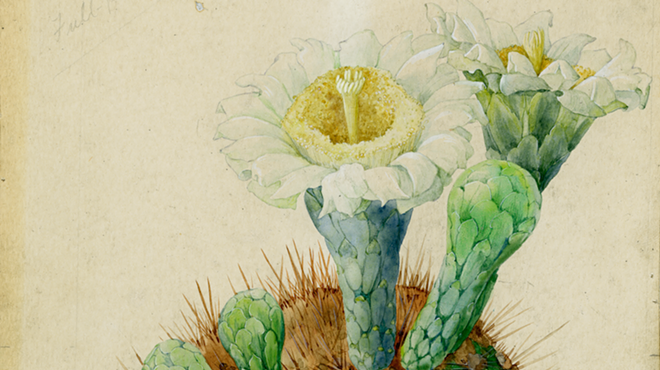 Image: Columnar Characters: New book celebrates the symbolism of saguaros in Arizona and beyond