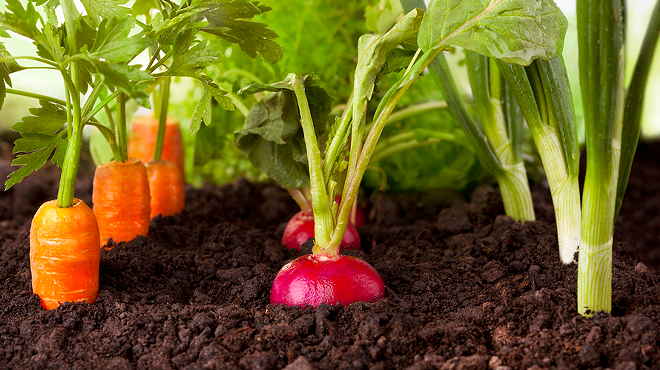 Image: Companion Planting