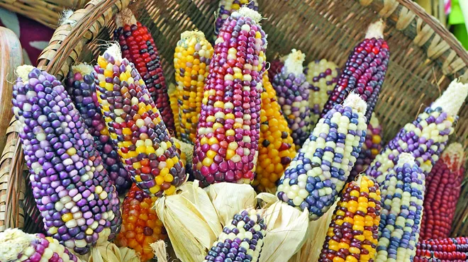Image: Corn Ball: Pueblos del Maíz Fiesta celebrates corn in gastronormous proportions