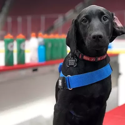 Image: Coyotes’ service dog in-training will soon help veteran in need