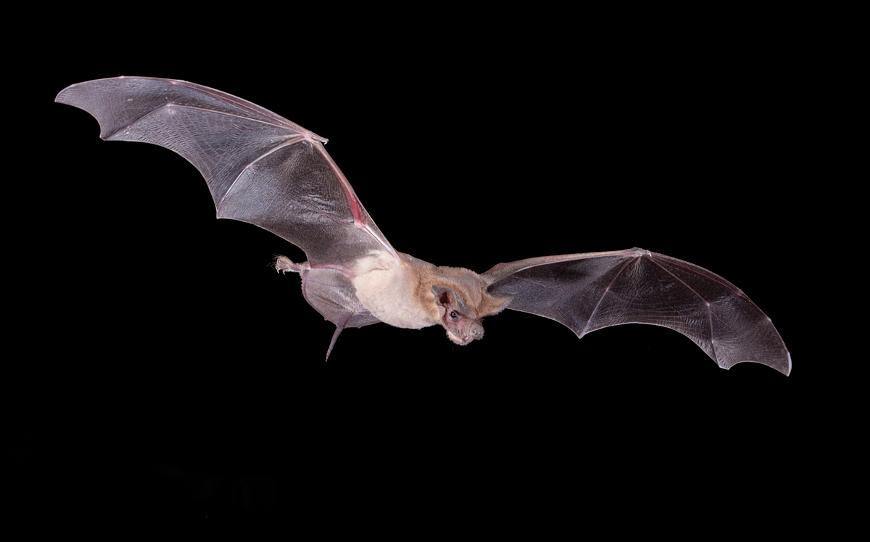 mexican_free-tailed_bat_.png