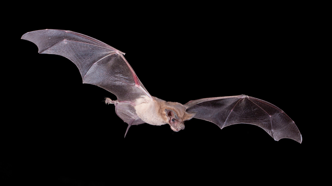 Image: Creatures of the Night: Agua Caliente Park