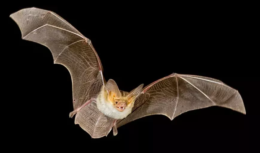 pallidbat.webp