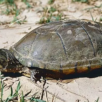 Image: Critical of critical habitat: Endangered turtle haven abuts border wall