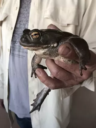 Image: Critter Night