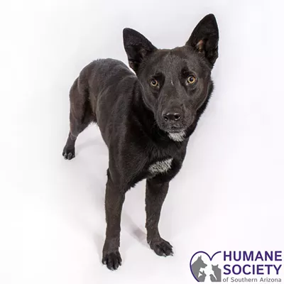 Image: Dart Needs a Home