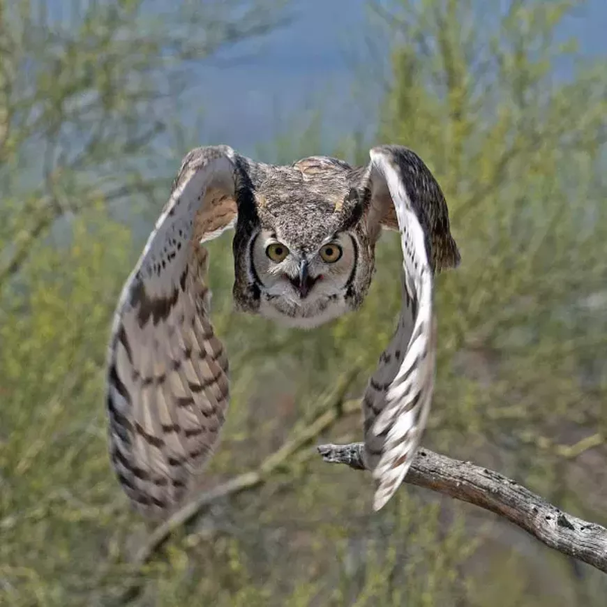 Incoming Great Horned Owl by Ana Gonzalez