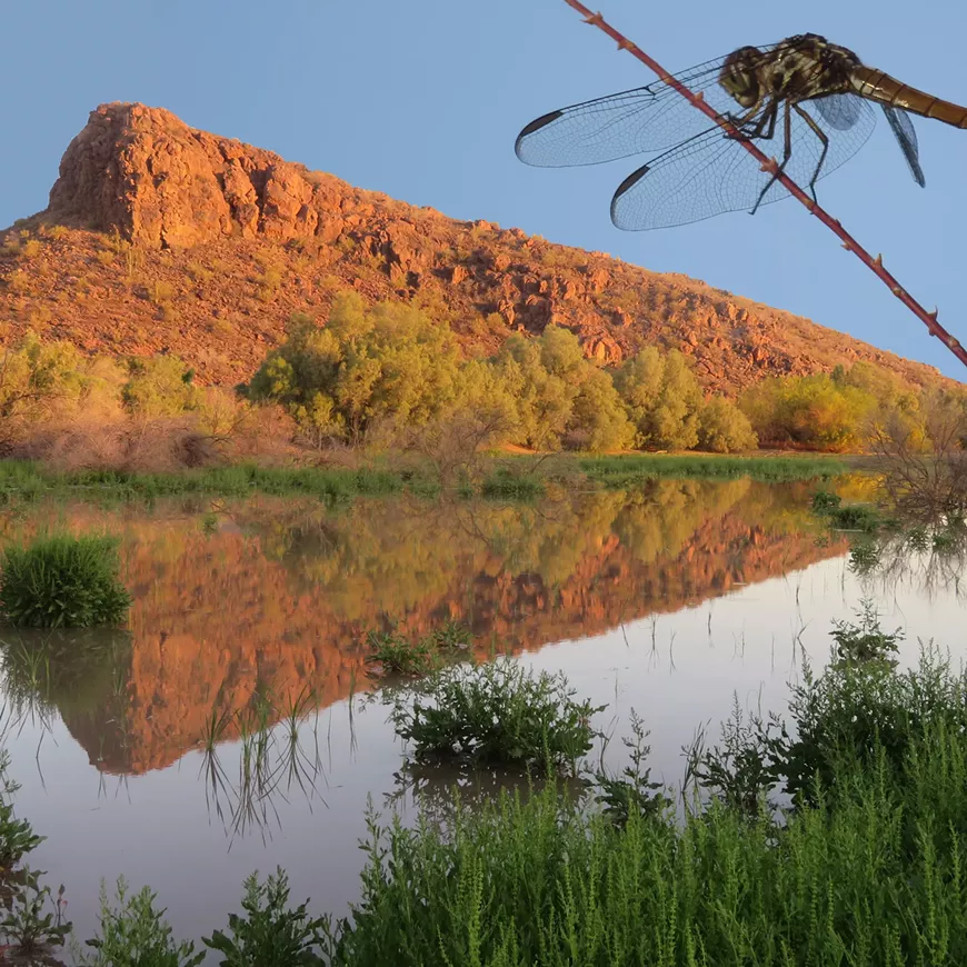 Dragonflies of El Rio Preserve