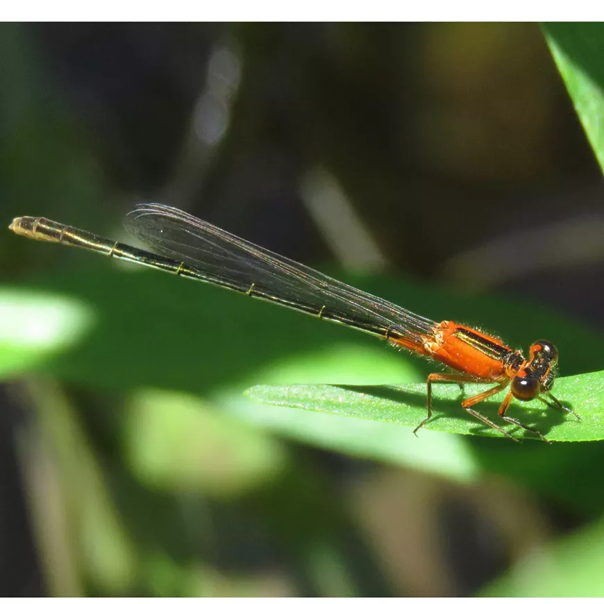 Rambur's forktail