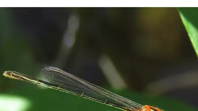 Image: Dragonfly Day on the Santa Cruz