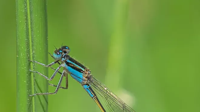 Image: Dragons and Damsels of Agua Caliente Park