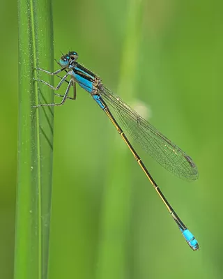 Image: Dragons and Damsels of Agua Caliente Park