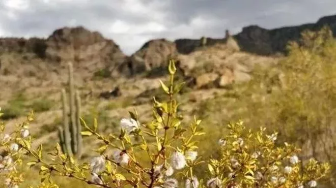 Image: Edible & Medicinal Plants Tour