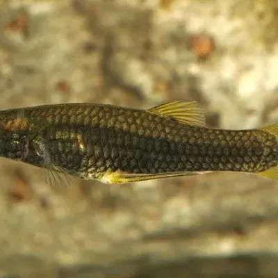 Image: Endangered Fish Now Swimming in Agua Caliente Park's Restored Pond