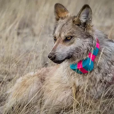 Image: Enough habitat exists to support return of Mexican wolves in Southwest, study says