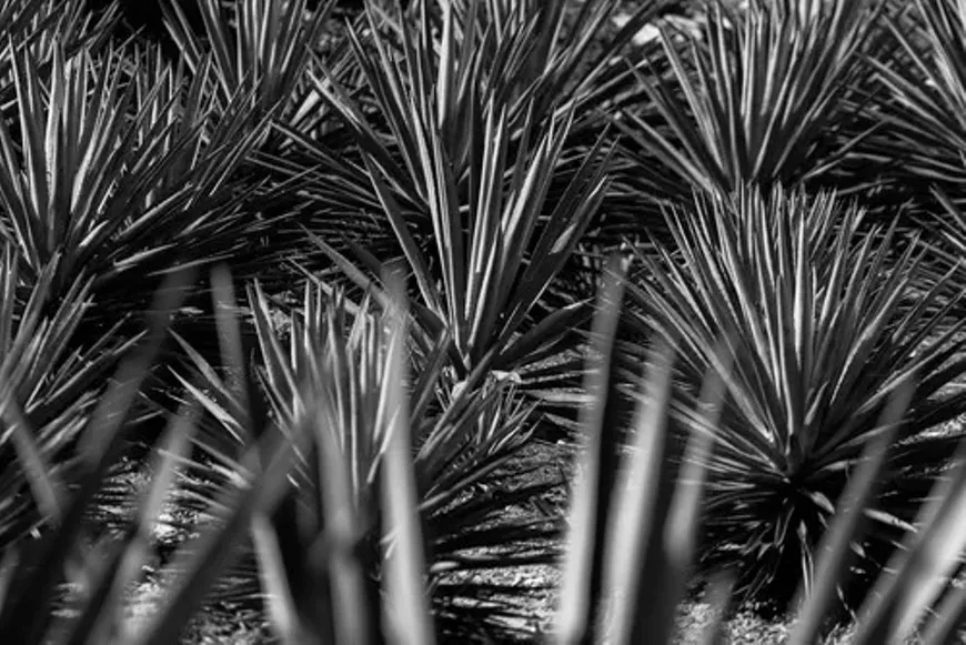 Esfuerzo Agave Heritage Dinner