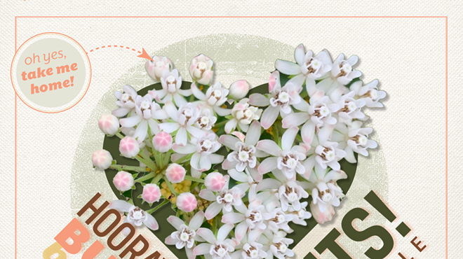 Image: Fall Plant Sale at Tohono Chul