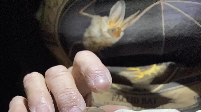 Image: Family Saturdays! ¡Sábados Familiares!