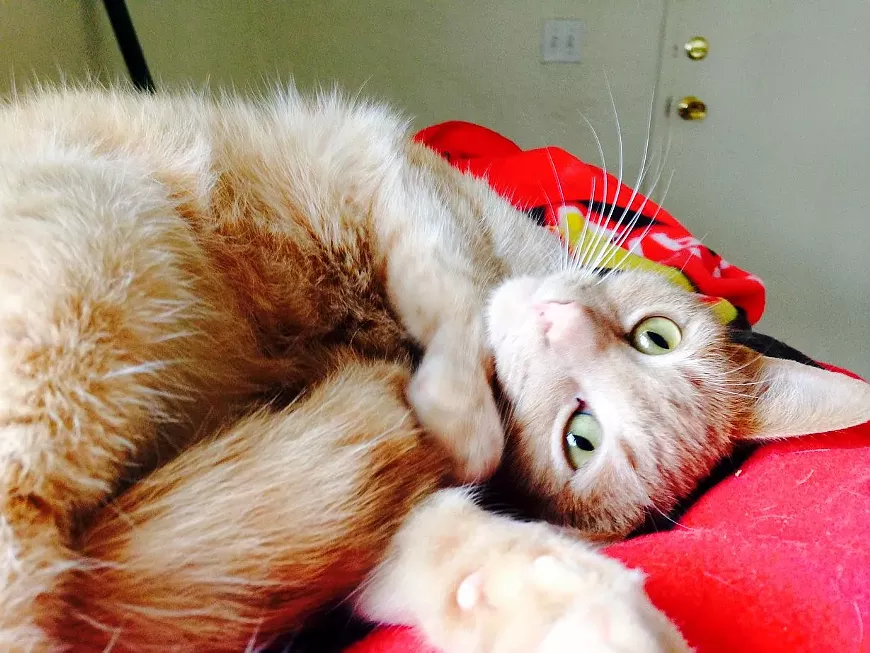 Come and raise a glass for shelter cats!