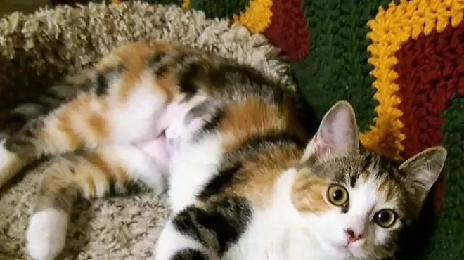 Image: Fine Wines for Felines Benefit for PAWSitively CATS No Kill Shelter