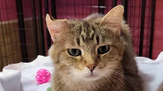 Image: Fine Wines for Felines Benefit for PAWSitively CATS No Kill Shelter