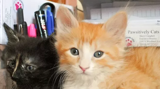 Image: Fine Wines for Felines Benefit for PAWSitively CATS No Kill Shelter