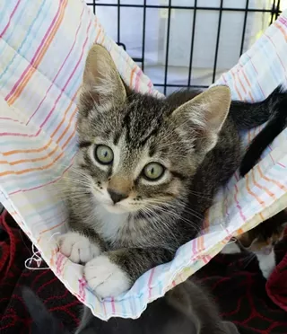 Image: Fine Wines for Felines benefit for PAWSitively CATS No Kill Shelter