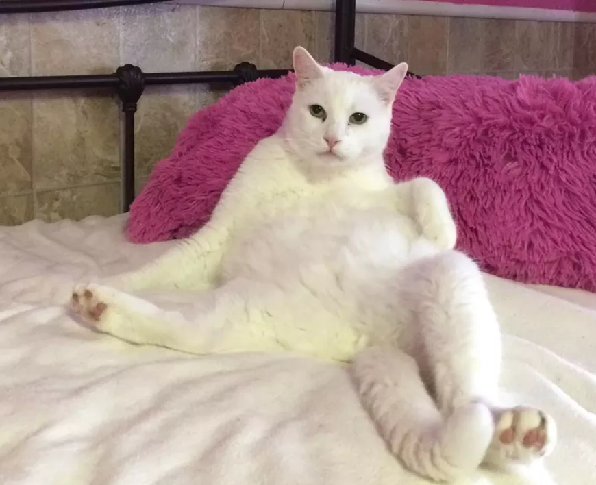 Brody invites you to raise a glass for the cats!