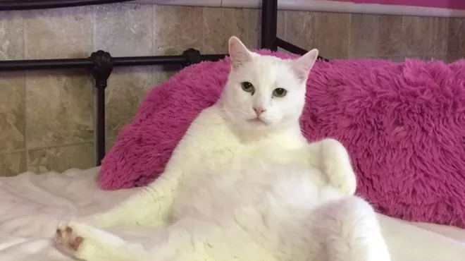 Image: Fine Wines for Felines