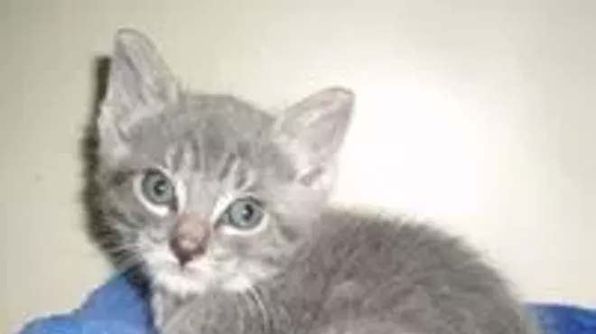 Image: Fine Wines for Felines