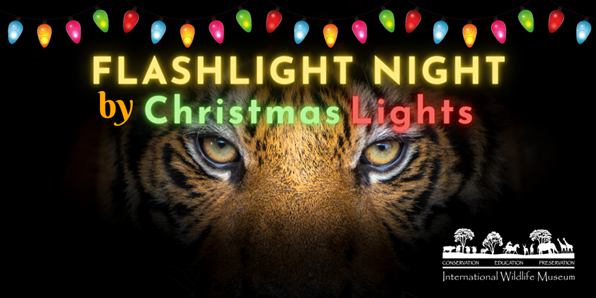 Flashlight Night by Christmas Lights