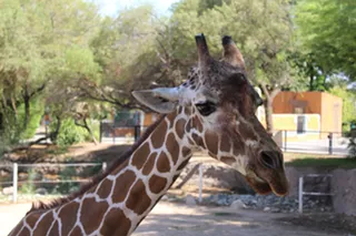 Image: Flashy Fauna: Reid Park Zoo shows off ‘Art in the Animal Kingdom’
