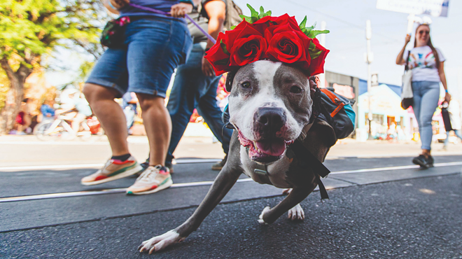 Image: Fur, feathers, scales stand up for pet parade