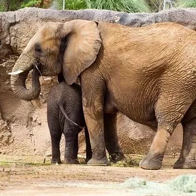 Image: Get a free Reid Park Zoo pass and COVID-19 shot on Saturday