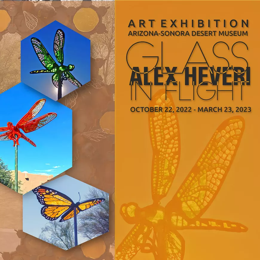 alex_heveri_exhibit_graphic_square.webp