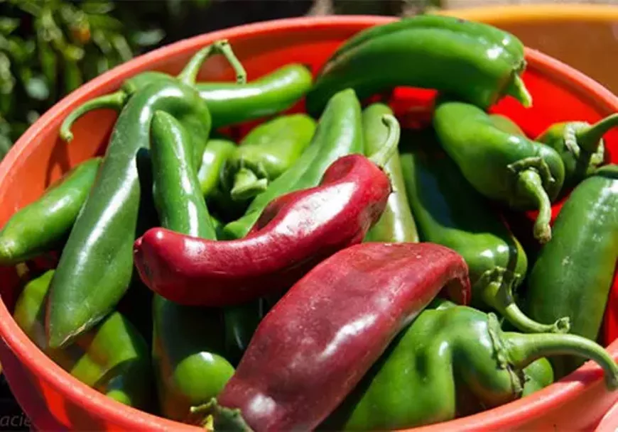 Fresh picked chilies