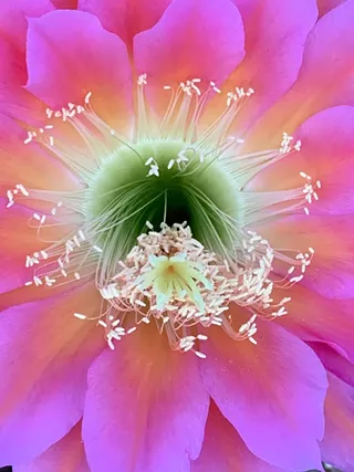 Image: Heretical Buddhism