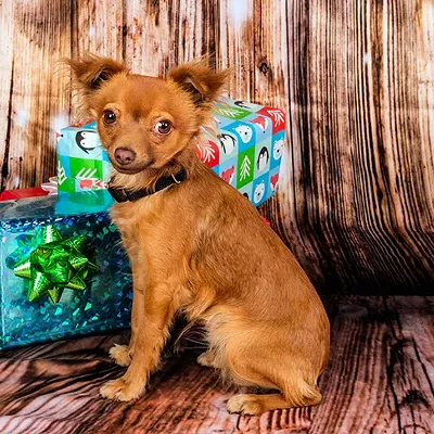 Image: Holiday Specials on Pups at PACC