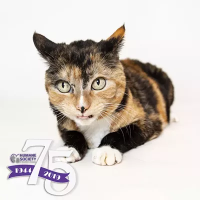 Image: HSSA has over 150 cats waiting for their forever families