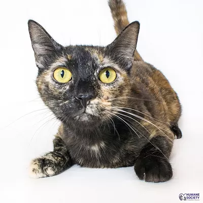 Image: Humane Society Needs Wet Cat Food
