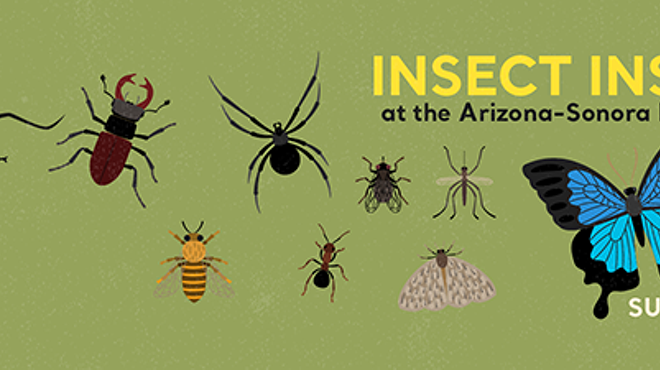 Image: Insect Insanity at the Arizona-Sonora Desert Museum