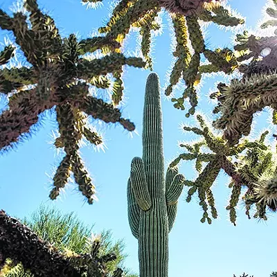 Image: It's Really Hot Outside So If You Go Hiking at Saguaro National Park, Go Early in Morning So You Won't Have To Be Rescued
