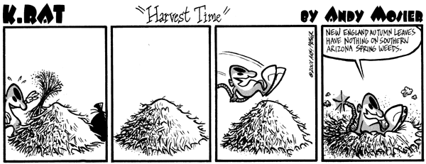Image: K. Rat