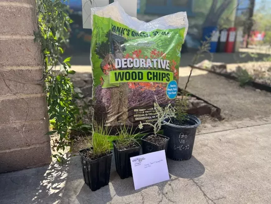 Get a step by step lesson on how to build your own basin in your yard to capture rain and plant a native shade tree.