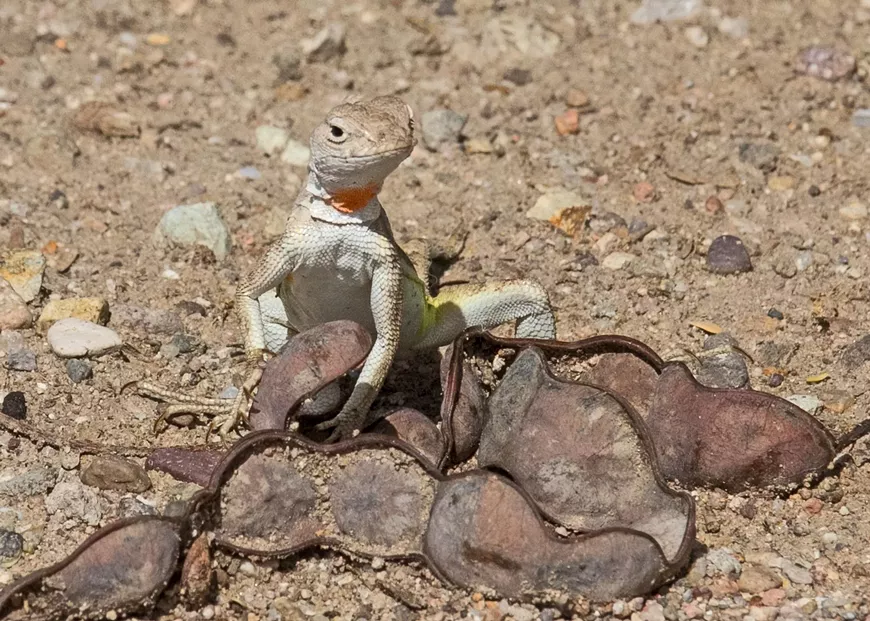 Greater Earless Lizard
