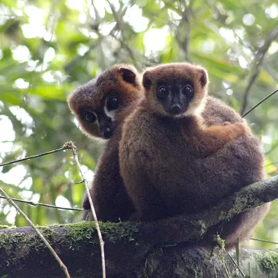 Image: Lemurs are Manlier Dads than You
