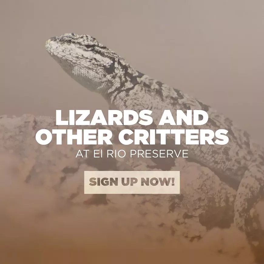 LIzards and Other Critters