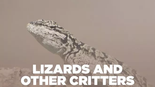 Image: Lizards and Other Critters at El Rio Preserve