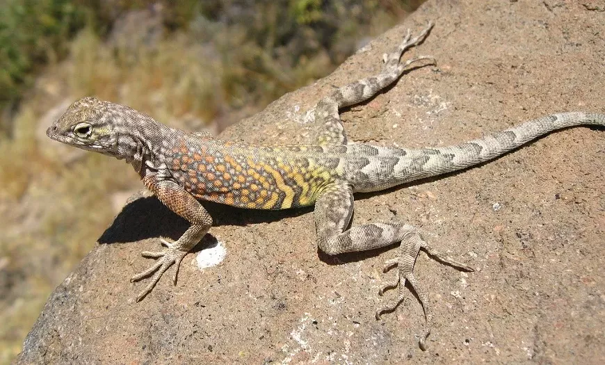 Lizards & Other Critters of El Rip Preserve